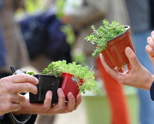 Photo illustrant un troc aux plantes.